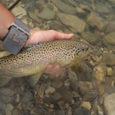 trout_ronsfishing